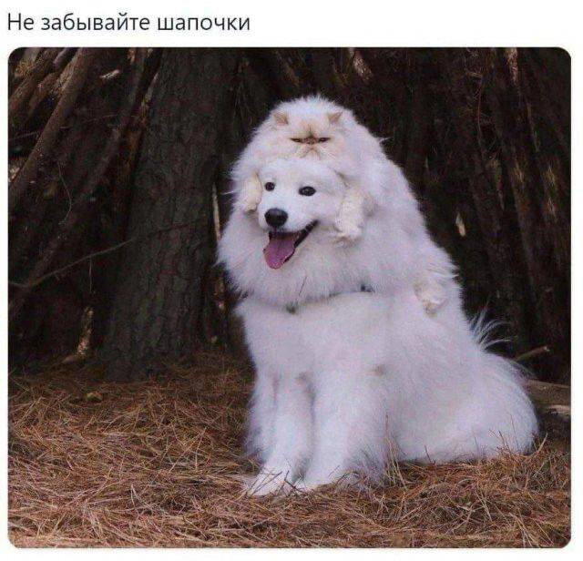 Пятницо пятница новой дички приветы