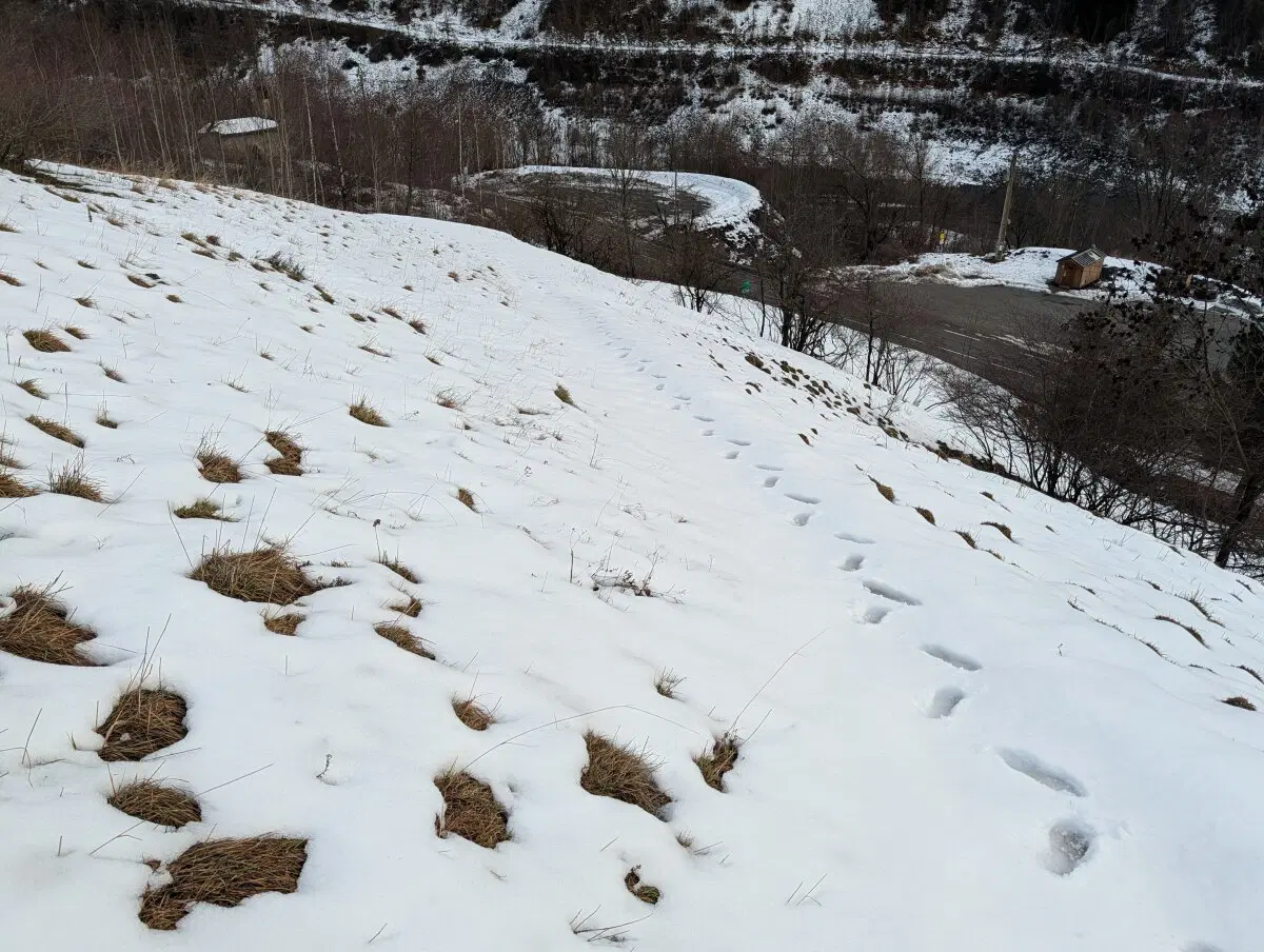 Я наверно первый в этом году.