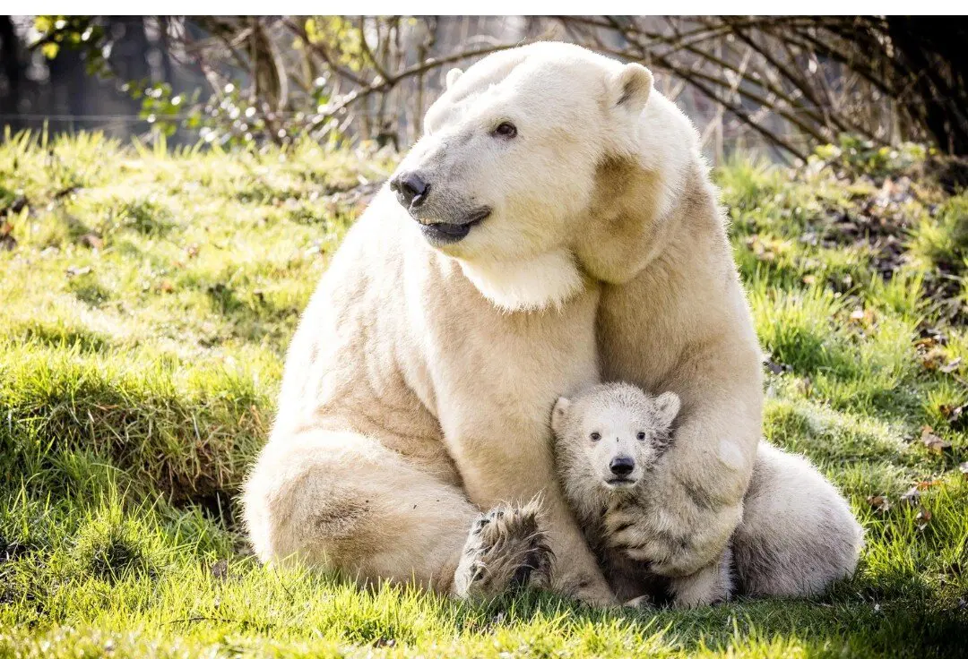 Белые медведи Шпицбергена адаптировались к таянию льдов