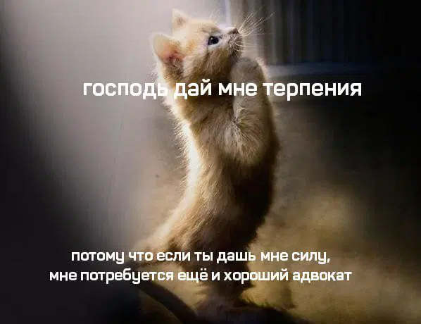 Дичка субботняя