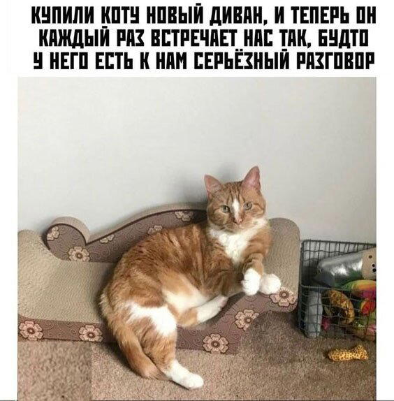 Дичка субботняя