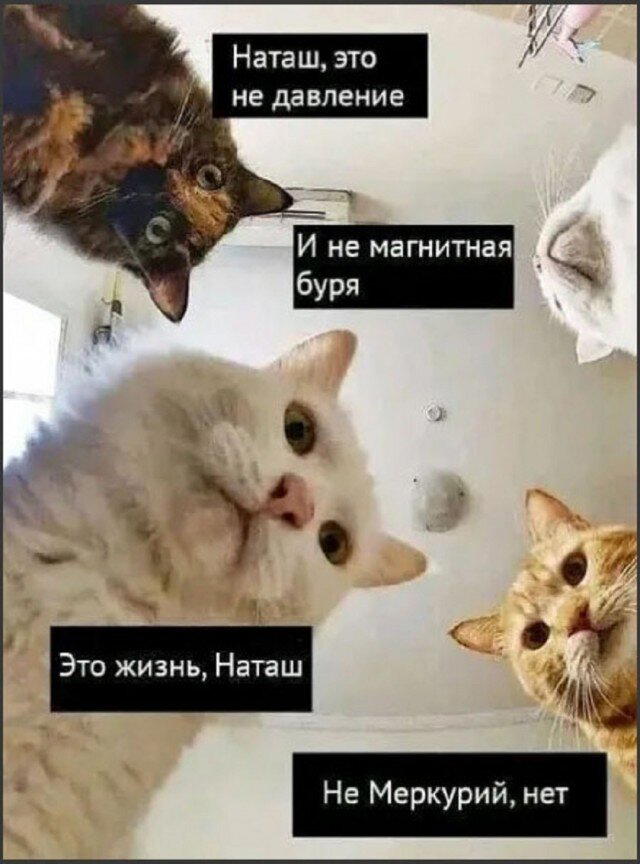 Дичка субботняя