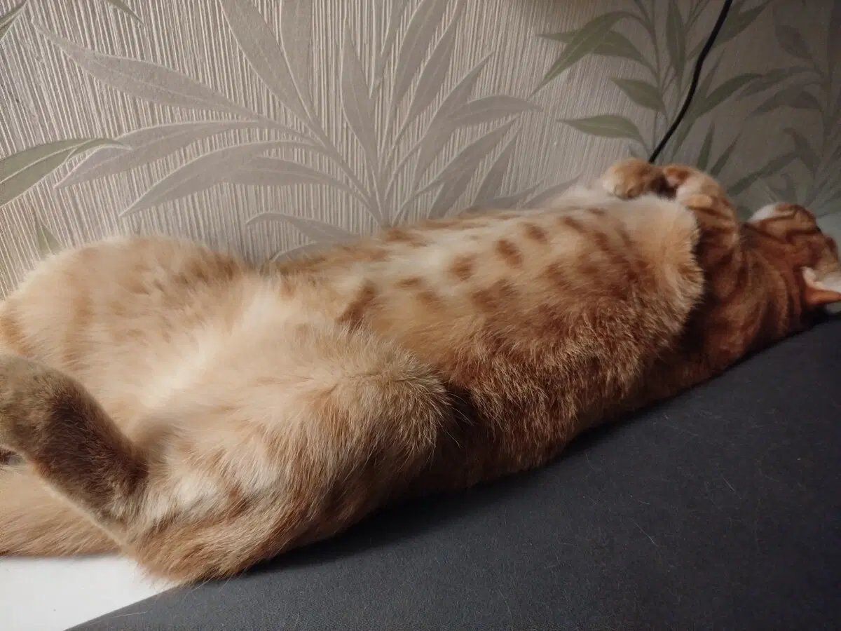 Котострофа в состоянии покоя и ожидания...