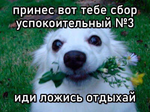 Дички на ночь