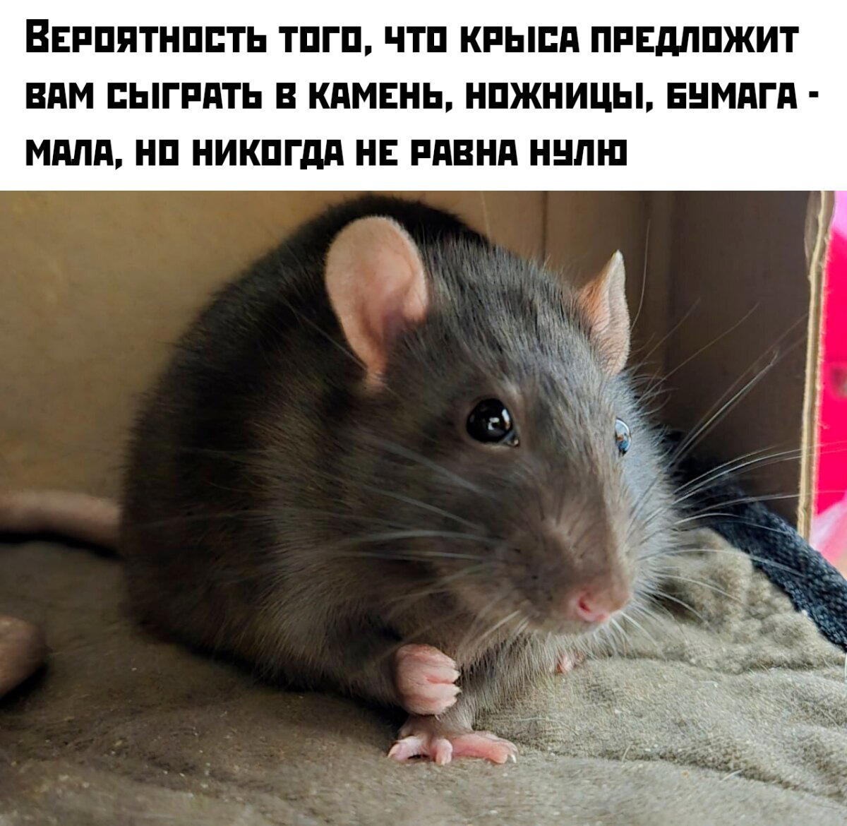 Дички с кислинкой