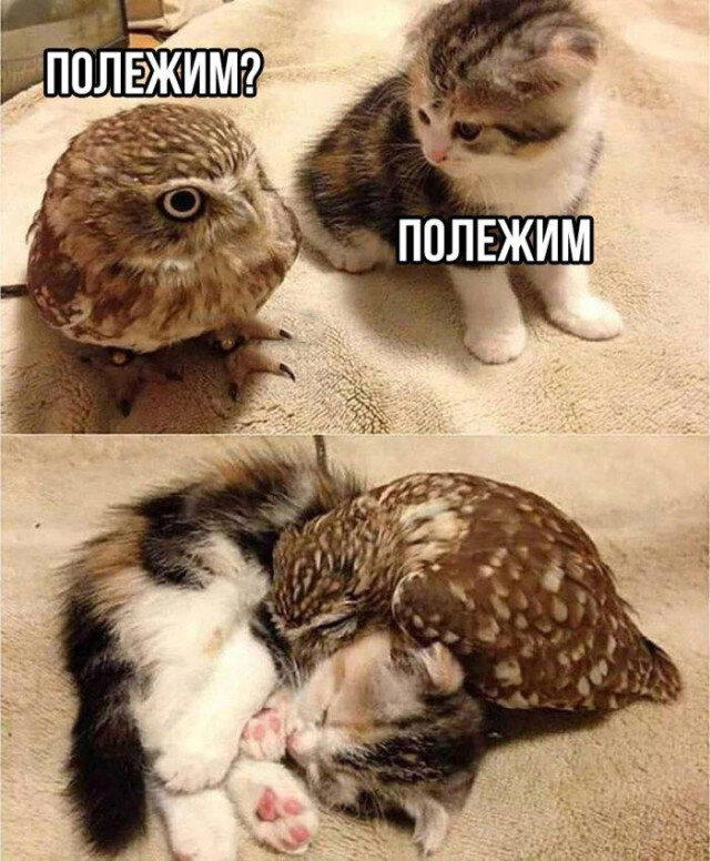 Дички с кислинкой