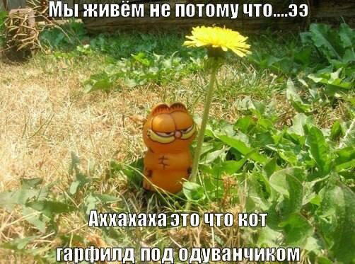 Дички с кислинкой