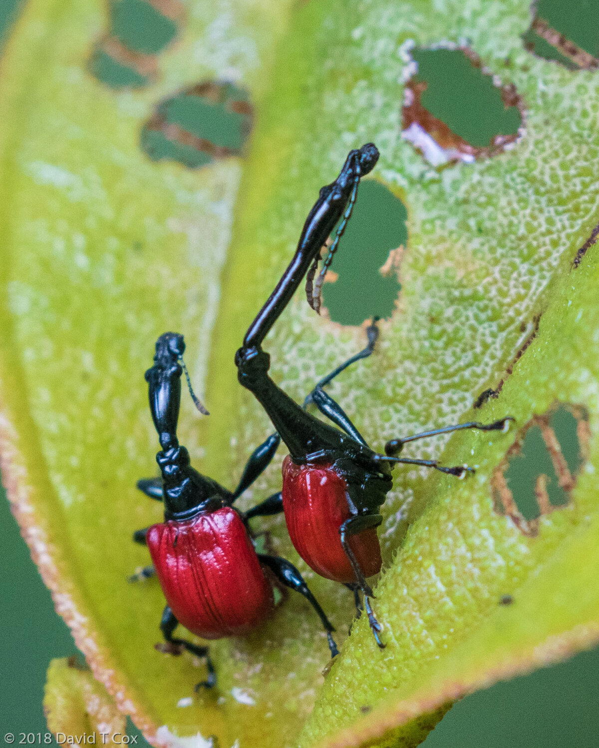 Жук-жираф. Кто он и зачем ему такая шея?