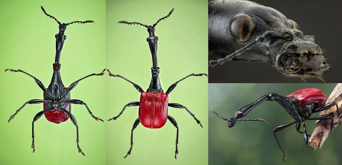 Жук-жираф. Кто он и зачем ему такая шея?