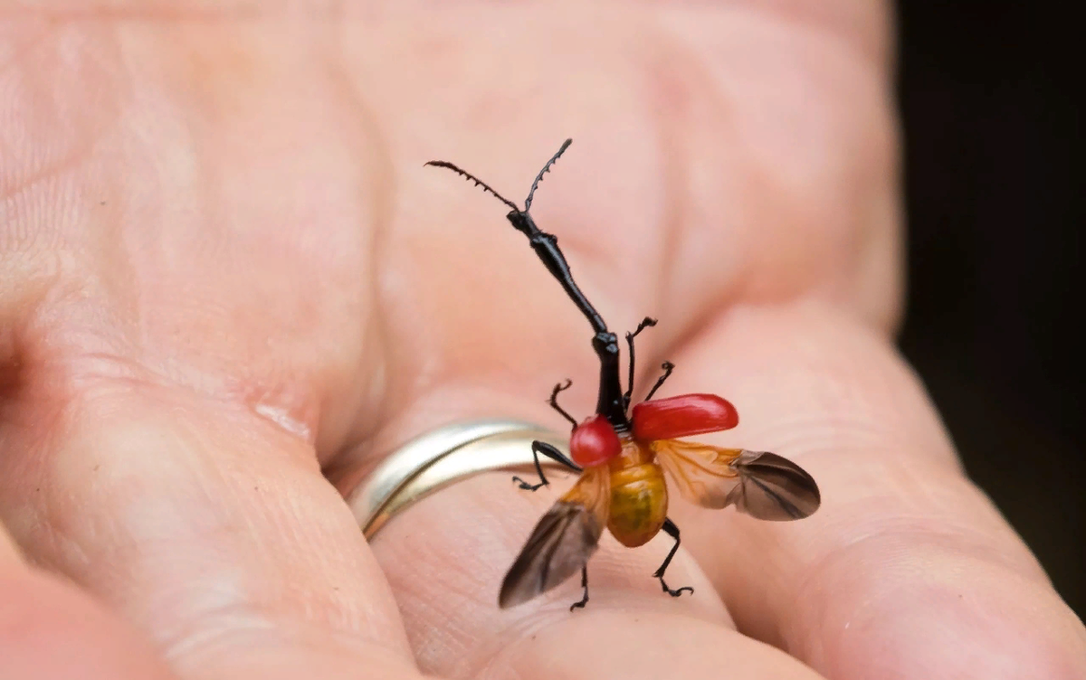 Жук-жираф. Кто он и зачем ему такая шея?