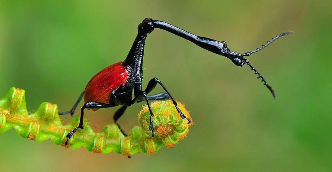 Жук-жираф. Кто он и зачем ему такая шея?