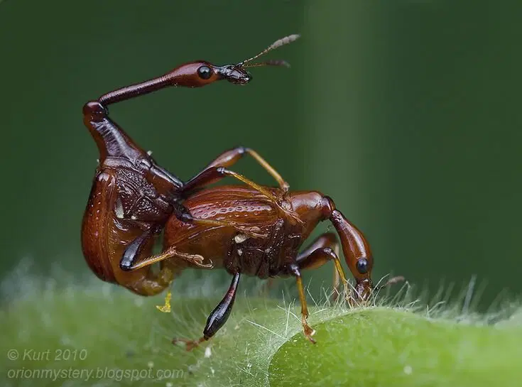 Жук-жираф. Кто он и зачем ему такая шея?