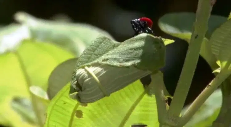 Жук-жираф. Кто он и зачем ему такая шея?