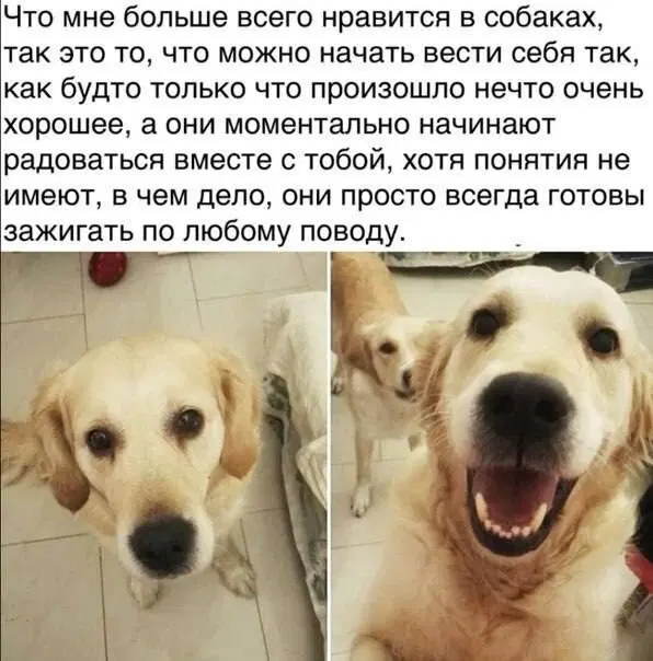 Трудовторник к дичьке готов