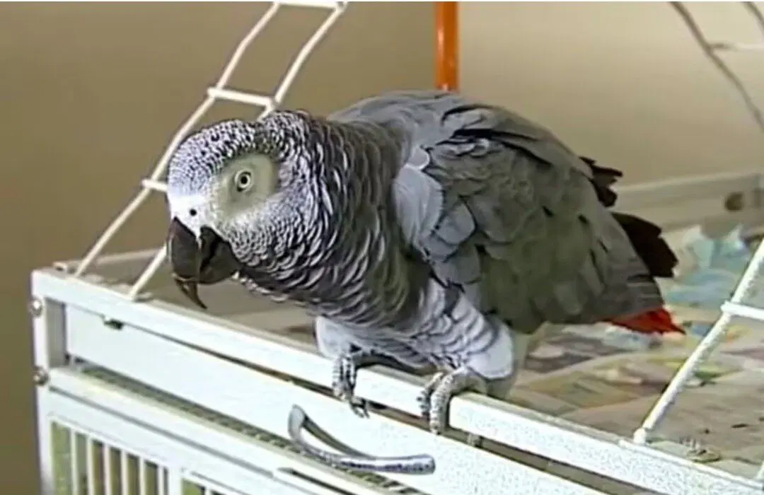 Попугай помог полиции найти убийцу