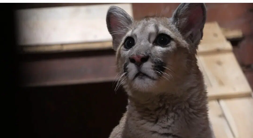 Маленькая пума нашла приют в доме Деда Мороза