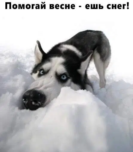 Дичка просто Дичка