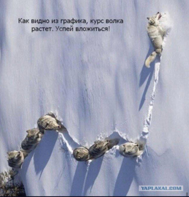 Дичка просто Дичка