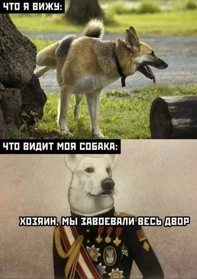 Дичка? Дичка...