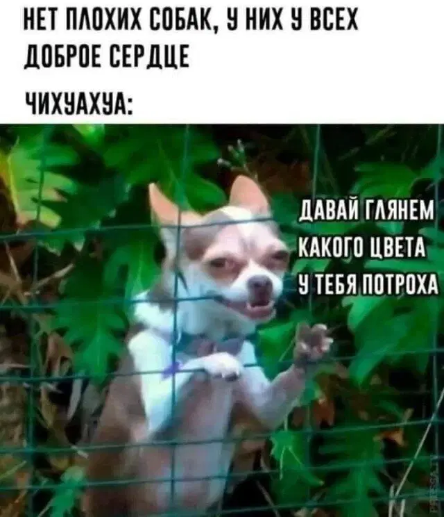 Дичка? Дичка...