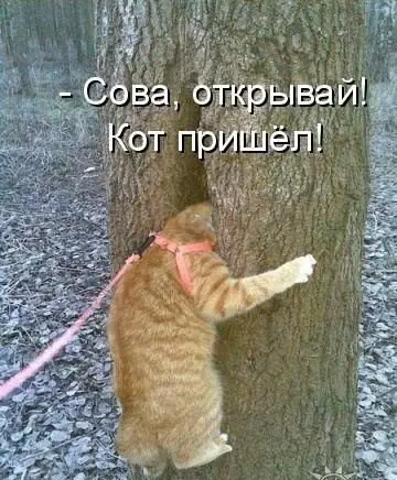 Че пупу Тве пупупу Рг парапам, дички вам