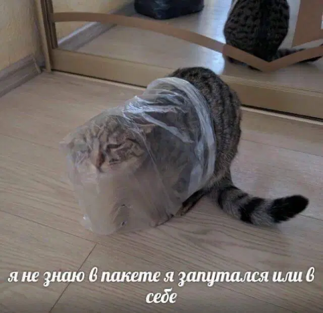 Че пупу Тве пупупу Рг парапам, дички вам