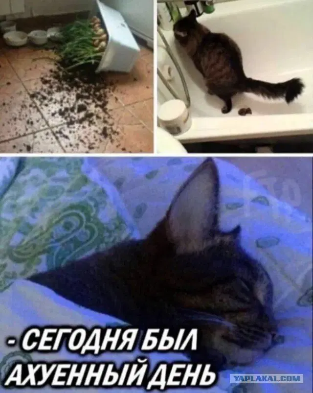 Че пупу Тве пупупу Рг парапам, дички вам