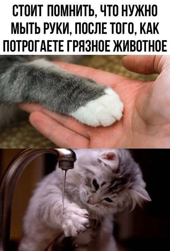 Дичи дички диченьки