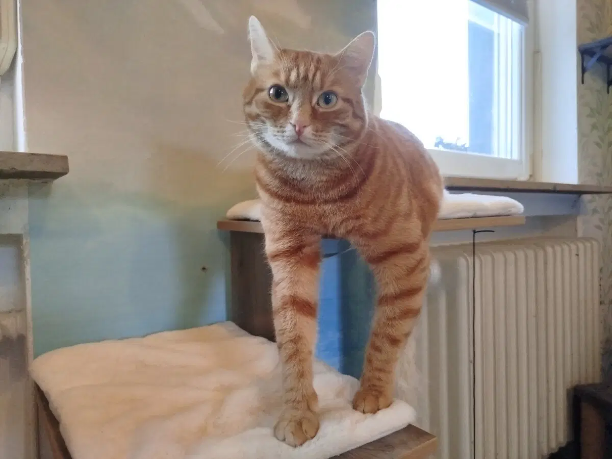 Как стать самым любимым человеком для котика?