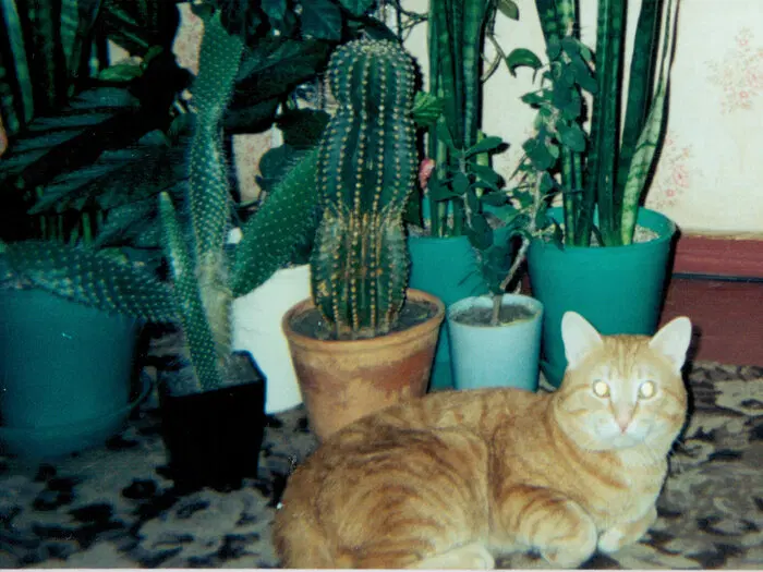 История о трех котах в моей жизни