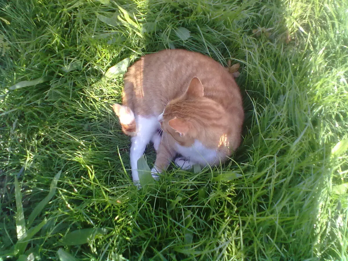 История о трех котах в моей жизни