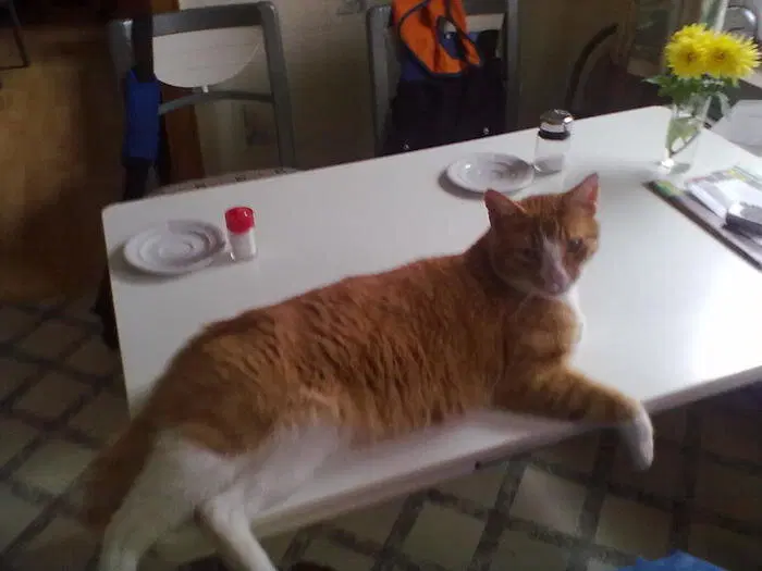 История о трех котах в моей жизни