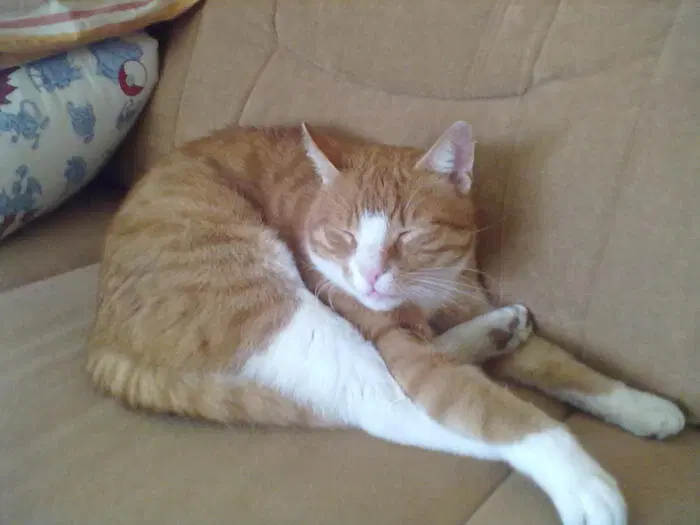 История о трех котах в моей жизни