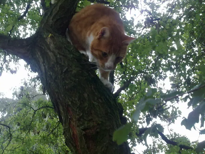 История о трех котах в моей жизни