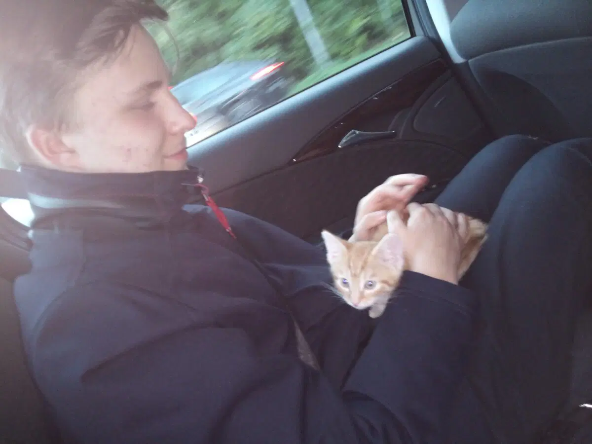 История о трех котах в моей жизни