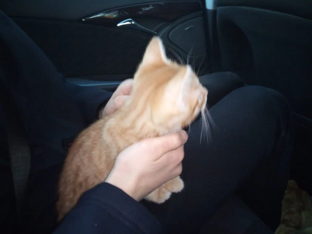 История о трех котах в моей жизни