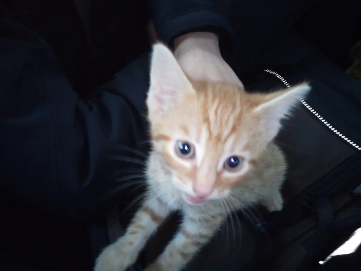 История о трех котах в моей жизни