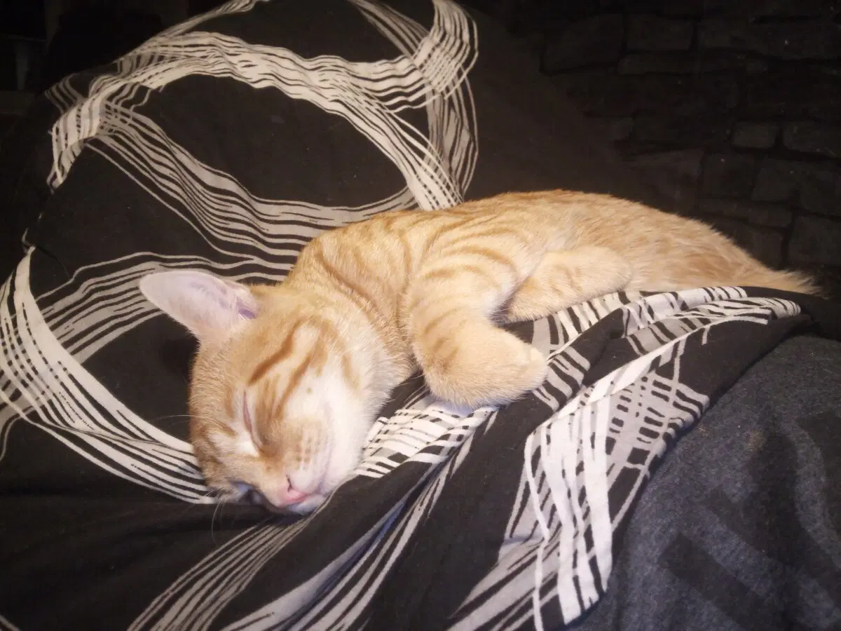 История о трех котах в моей жизни