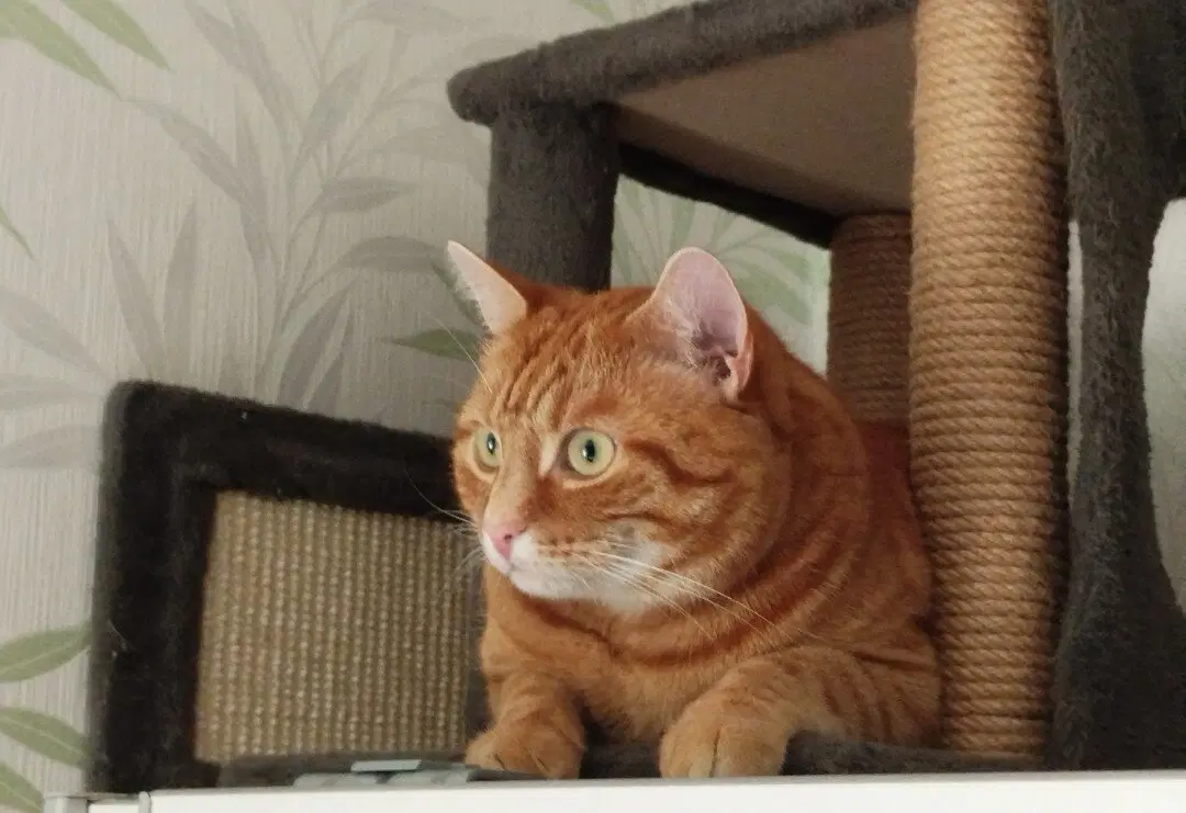 История о трех котах в моей жизни