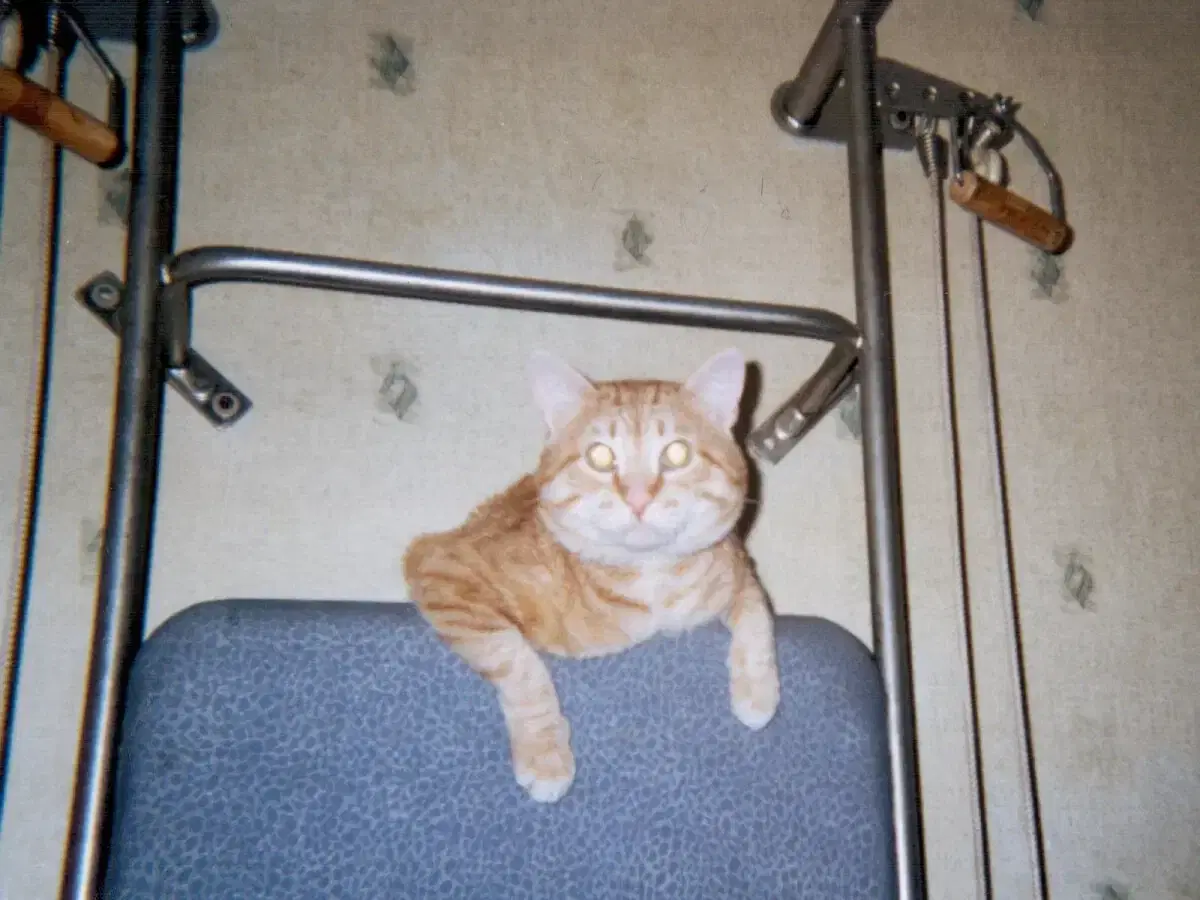 История о трех котах в моей жизни