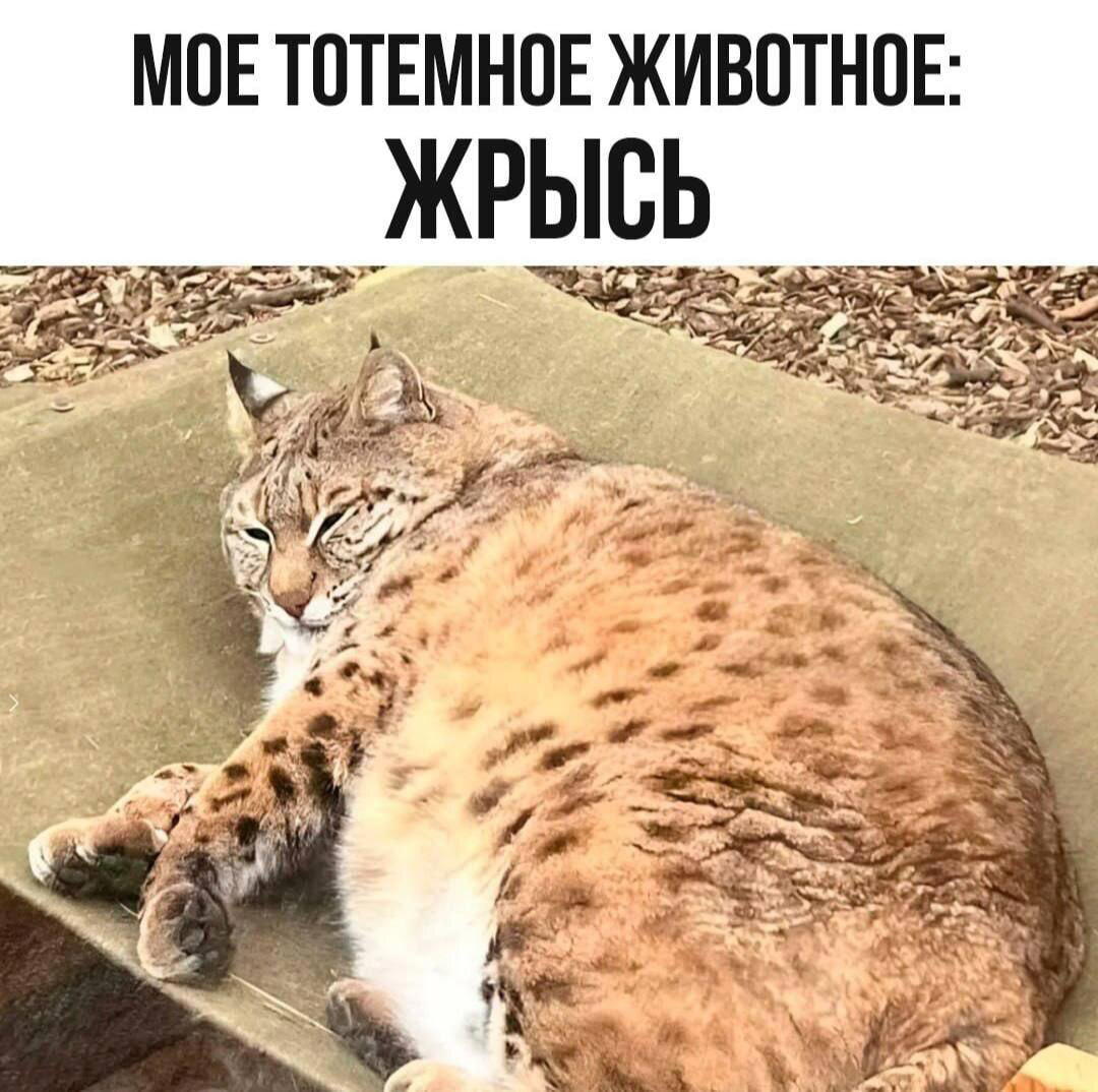 Питнеццо на дичке