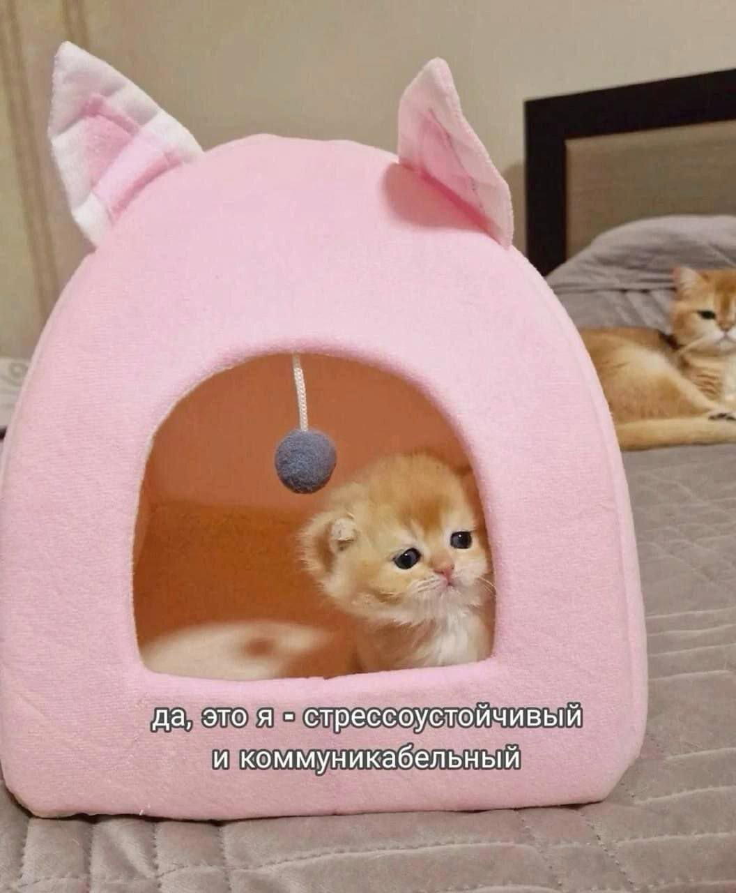 Дичи к чувствам