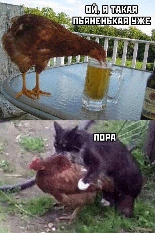 Дичка на конец... Недели