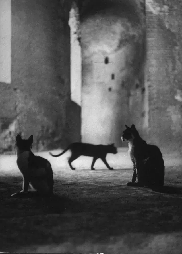 Котики гуляют по Колизею, 1950-е.