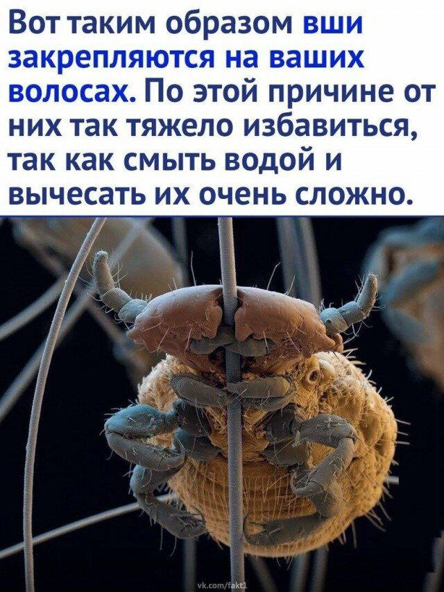 Неделя со вкусом дички