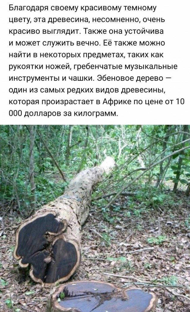 Неделя со вкусом дички