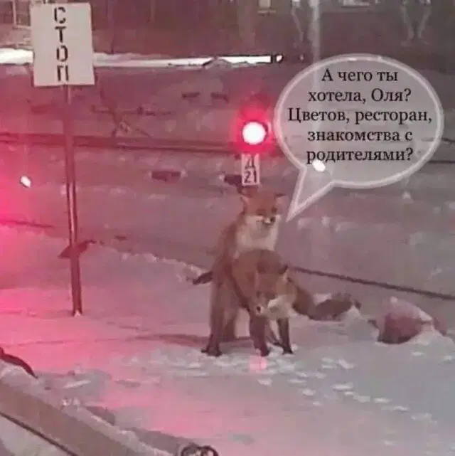 С дичкой веселее