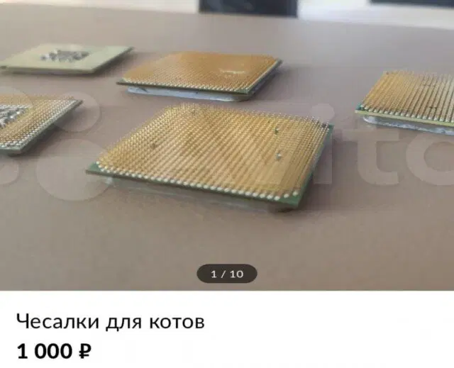 С дичкой веселее