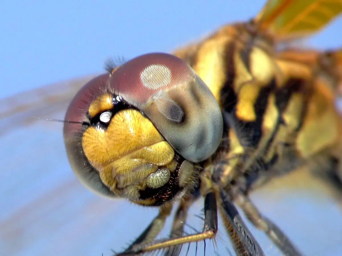 Серийный убийца. Стрекоза - самый успешный хищник
