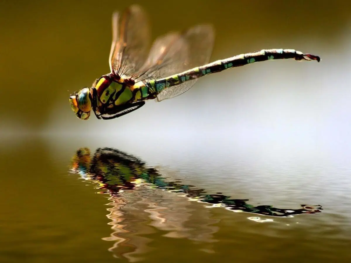 Серийный убийца. Стрекоза - самый успешный хищник